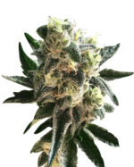 Auto CBD Critical Mass Strain Feminized Cannabis Seeds