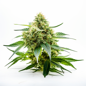 Auto CBD Fruit Strain Feminized Cannabis Seeds (1:20)