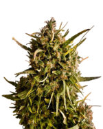 Auto CBD Fruit Strain Feminized Cannabis Seeds (1:20)