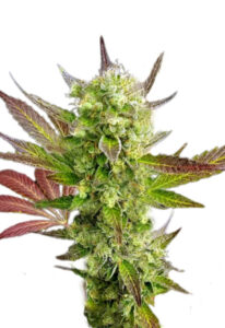 Auto CBD Girl Scout Cookies Cannabis Seeds