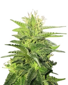 Auto CBD Mexican (1:1) Strain Feminized Cannabis Seeds