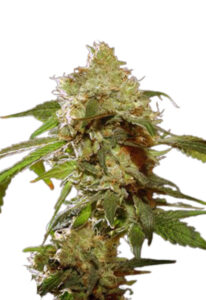 Auto CBDV Afghani Cannabis Seeds