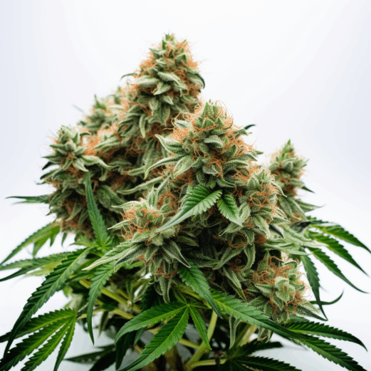 Auto CBDV Afghani Strain