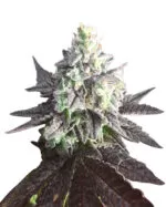 Auto CBDV Indica Strain Feminized Cannabis Seeds