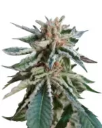 Auto CBDV Strain Feminized Cannabis Seeds