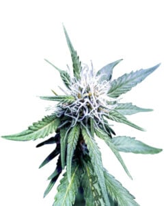Auto Critical CBD Strain Feminized Cannabis Seeds