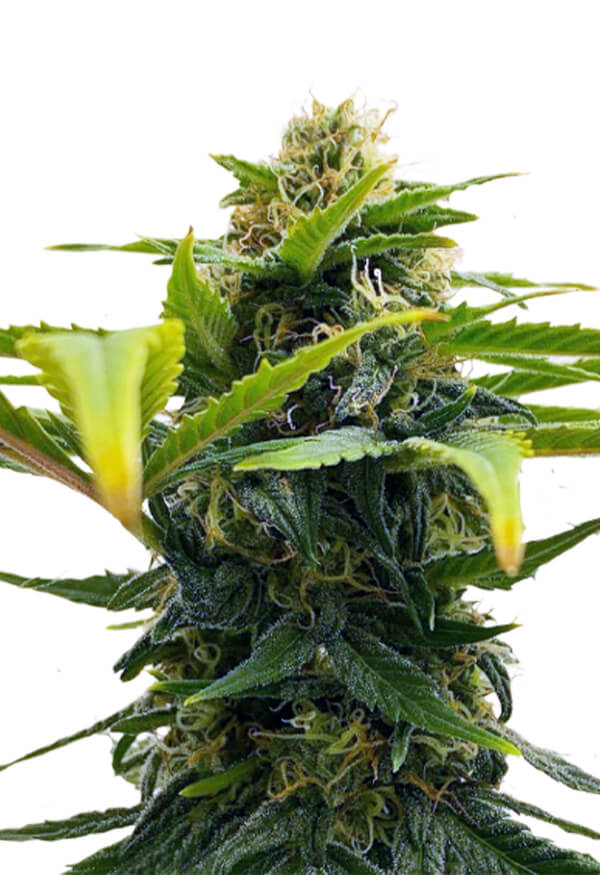 Auto Solomatic CBD Cannabis Seeds