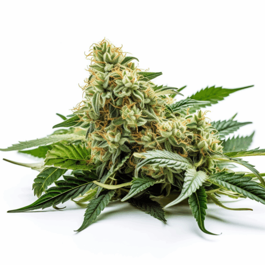 B-52 Strain