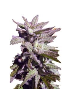 BC Hash Plant Regular Cannabis Seeds