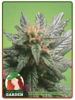 Blueberry Diesel Strain Autoflowering