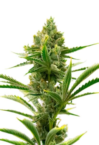 Badazz Cheese Feminized Cannabis Seeds