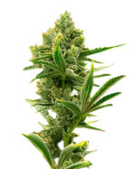 Badazz Cheese Strain Feminized Cannabis Seeds