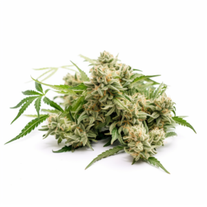 Badazz Rolex Strain Feminized Cannabis Seeds
