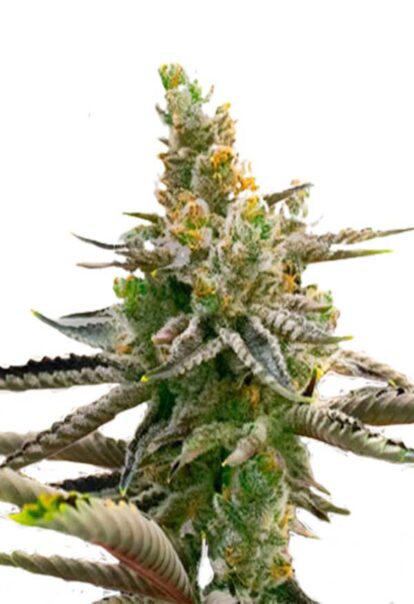 Badazz Rolex Feminized Cannabis Seeds