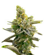 Badazz Rolex Strain Feminized Cannabis Seeds