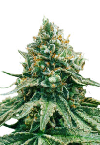 Baklava Fast Version Cannabis Seeds