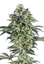 Banana Strain Autoflowering Cannabis Seeds 
