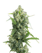 Banana Kush Autoflowering Cannabis Seeds 