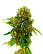 Banana Kush Feminized Cannabis Seeds 