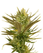 Banana Punch Strain Feminized Cannabis Seeds