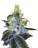 Banana Sundae Strain Feminized Cannabis Seeds