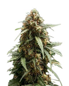 Berry Strain Autoflowering Cannabis Seeds