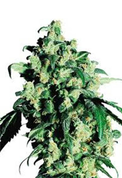 Berry White Feminized Cannabis Seeds