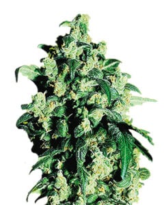 Berry White Strain Feminized Cannabis Seeds