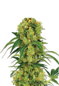 Big Bud Fast Version Marijuana Seeds