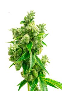 Big Bud Feminized Marijuana Seeds