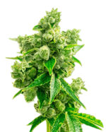 Big Bud Strain Feminized Cannabis Seeds
