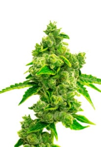Big D Strain Autoflowering Cannabis Seeds
