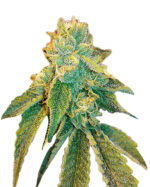 Birthday Cake Strain Feminized Cannabis Seeds