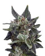 Black Cadillac Strain Autoflowering Cannabis Seeds