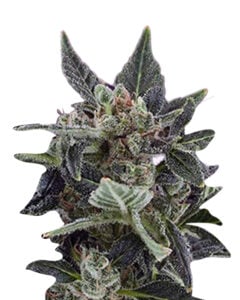 Black Cadillac Strain Autoflowering Cannabis Seeds