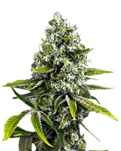 Black Cherry OG Strain Feminized Cannabis Seeds