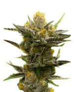 Black Demon OG Strain Feminized Cannabis Seeds