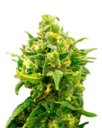 Black Domina Strain Feminized Cannabis Seeds