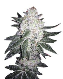 Black Gorilla Strain Feminized Cannabis Seeds - Rocket Seeds