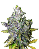 Black Haze Feminized Cannabis Seeds
