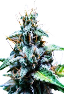 Black Haze Feminized Cannabis Seeds