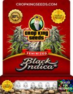 Black Indica Strain