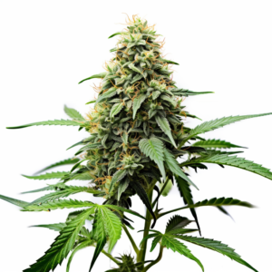 Black Indica Strain Feminized Cannabis Seeds