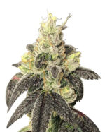 Black Indica Strain Feminized Cannabis Seeds