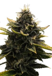 Black Widow Autoflower Cannabis Seeds
