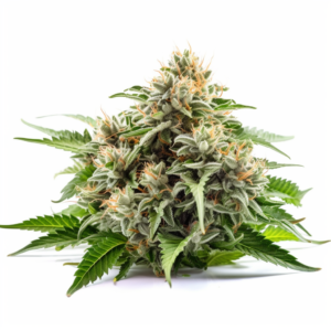 Black Widow Strain Autoflowering Cannabis Seeds
