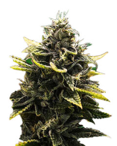 Black Widow Strain Autoflowering Cannabis Seeds