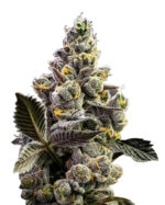 Black Widow Strain Feminized Cannabis Seeds