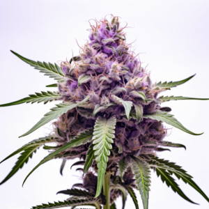 Blackberry Strain Autoflowering Cannabis Seeds