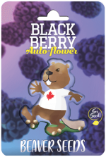 Blackberry Strain